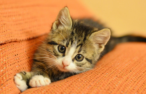 一般情况猫咪能陪我们多久?铲屎官需要注意哪些问题?(图1) 一般情况猫咪能陪我们多久?铲屎官需要注意哪些问题?