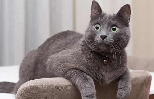 一般情况猫咪能陪我们多久?铲屎官需要注意哪些问题?(图3) 一般情况猫咪能陪我们多久?铲屎官需要注意哪些问题?