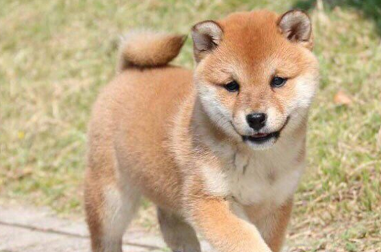 三个月左右的柴犬吃多少合适？