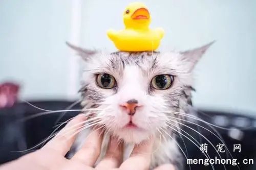 三步教你护理好猫咪的毛发 