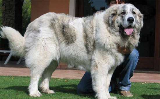 世界上巨型犬品种大全