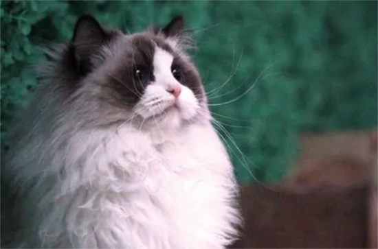 世界十大名贵猫
