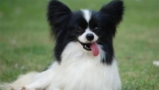 世界十大黎犬