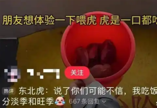东北虎林园老虎被游客喂到撑的走不动路