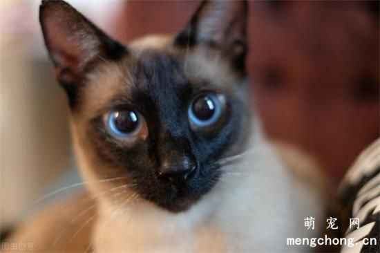 东奇尼猫和暹罗猫的区别