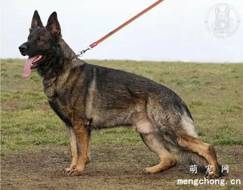 东德牧羊犬适合家养吗
