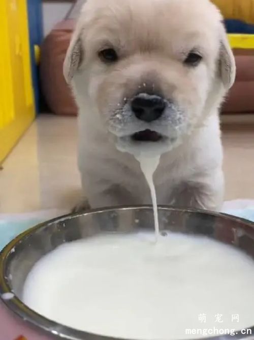 两个月大的狗狗一天应该吃多少？
