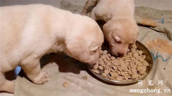 两个月幼犬一顿20颗可以吗