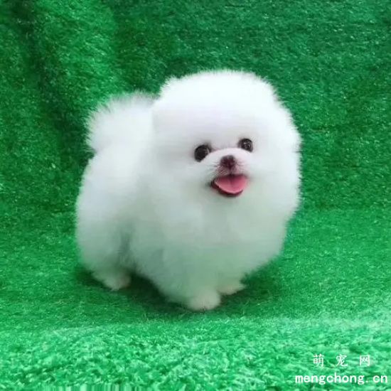 两个月的博美应该怎样喂养？