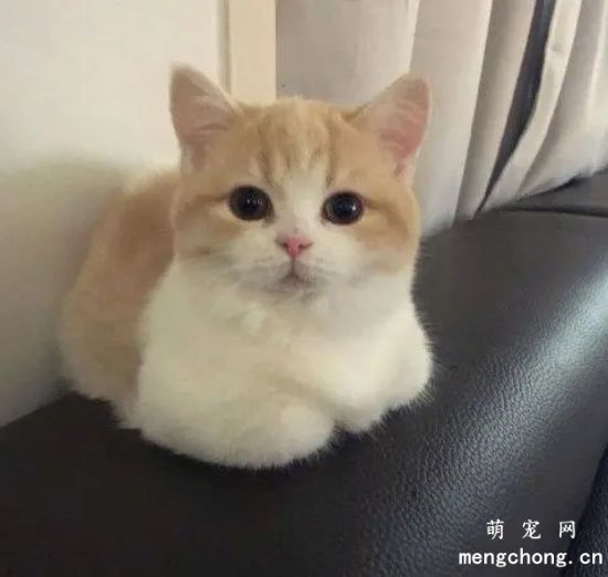 两个月的小猫感冒了怎么办
