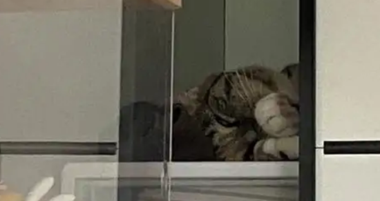 两只猫宝宝在衣柜里饿死，主人竟还不知道自家猫怀孕了！