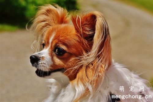 两招做好爱犬的美容