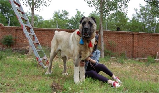 中亚牧羊犬和坎高犬哪个厉害