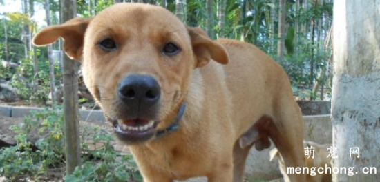 中华田园犬的饲养要点有哪些