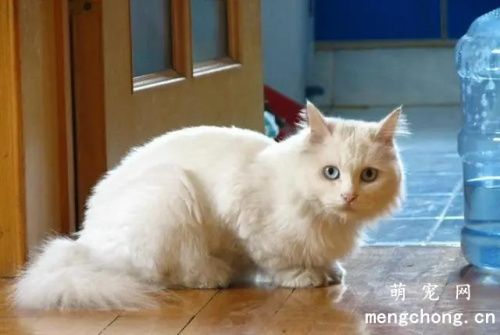 中华田园猫有几种？山东狮子猫、玄猫还有云猫
