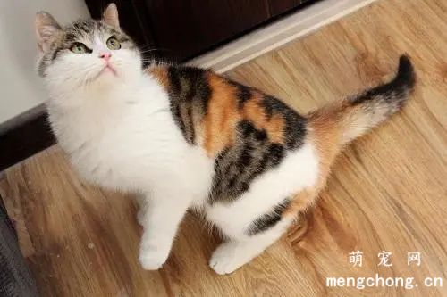 中华田园猫有几种？山东狮子猫、玄猫还有云猫