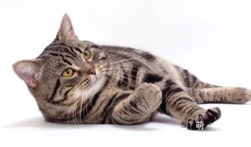 中华田园猫有几种？山东狮子猫、玄猫还有云猫