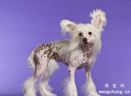 中国冠毛犬的皮肤病治疗