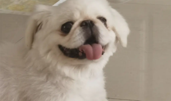 中国士狗四大名狗 我国的名犬