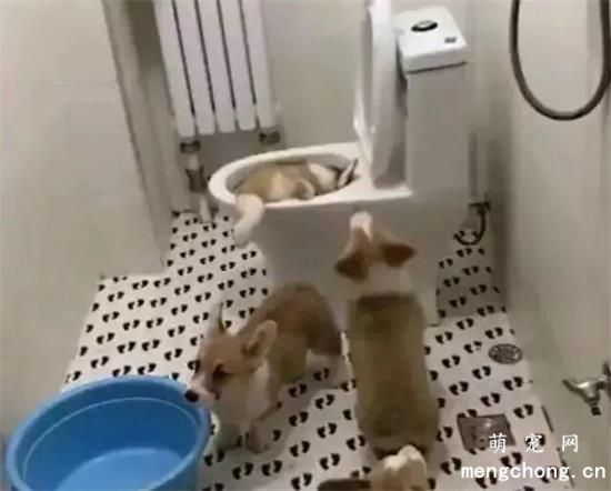 为了纳凉，小柯基居然……可怕！