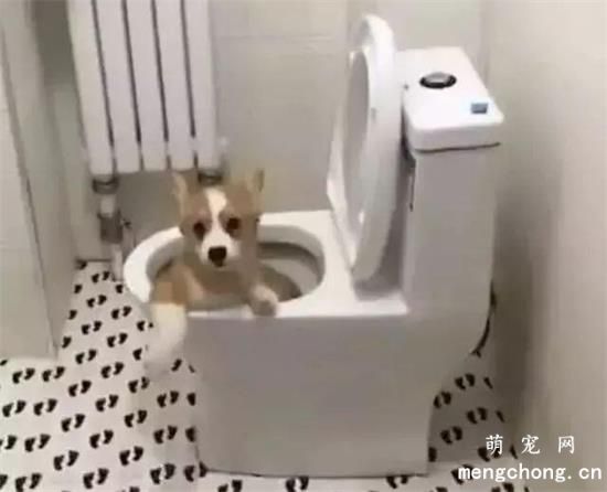 为了纳凉，小柯基居然……可怕！