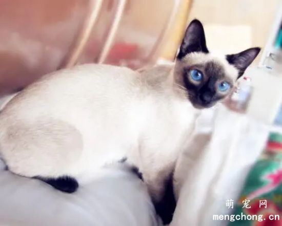 为什么养暹罗猫的人少？