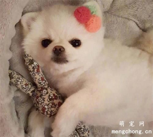 为什么很多狗狗都爱打滚？