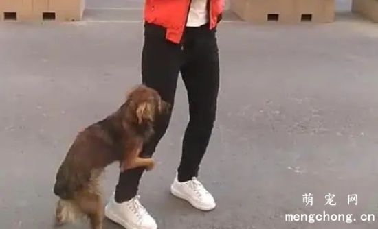 为什么母狗也会“抱大腿”?