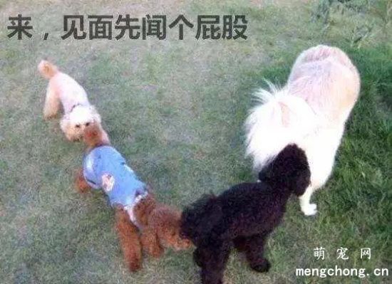 为什么狗狗喜欢“闻屁股”？