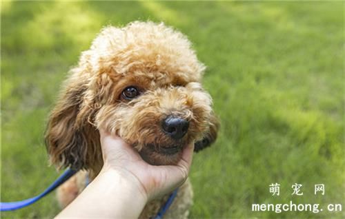 为什么狗狗喜欢咬主人的手