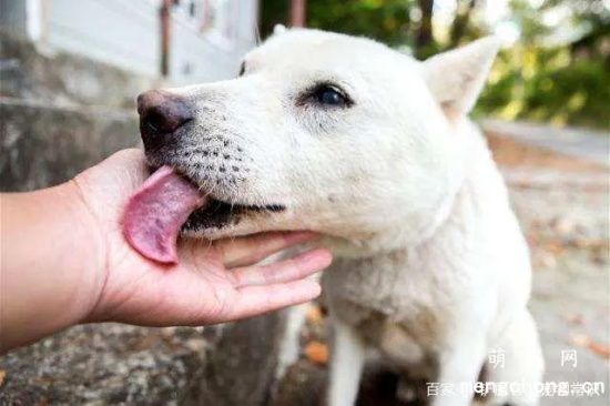 为什么狗狗喜欢舔主人手?