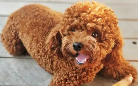 为什么狗狗怕做美容