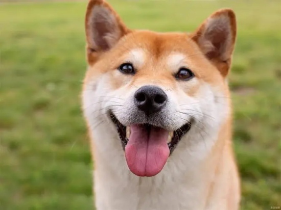 为什么狗狗总是掉毛？