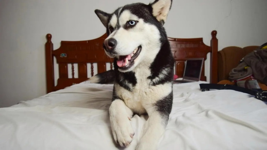 为什么狗狗晚上不睡觉？