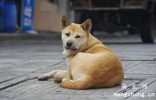 为什么狗狗的肚子好烫