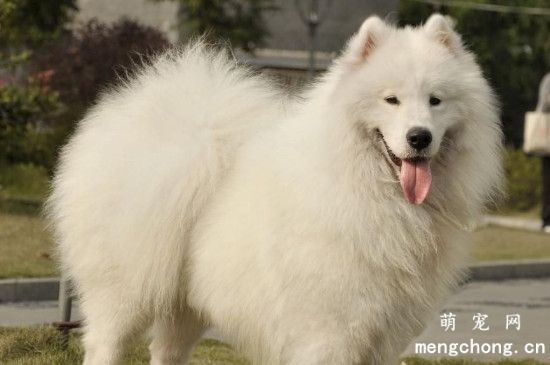为什么狗狗追陌生人叫