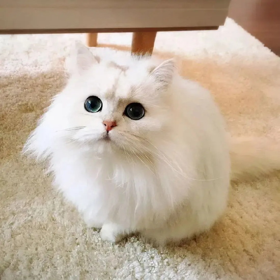 为什么猫发春一直叫?