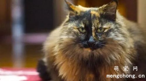 为什么玳瑁猫珍贵呢?