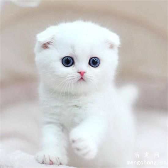 为什么要给猫咪做血常规？猫咪血生化检查的重要性