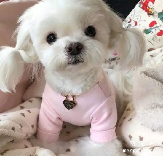为什么说马尔济斯犬太难养了？