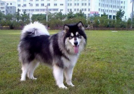 为什么都不建议饲养阿拉斯加犬？