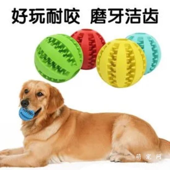 为狗狗挑选磨牙玩具的注意事项