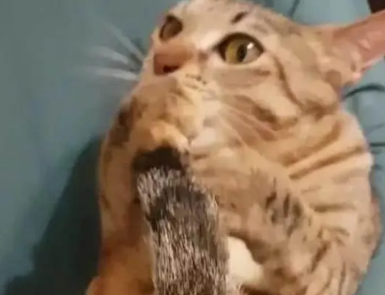 主人总吸猫，猫咪自己“吸尾巴”后，表情让人笑喷