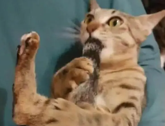 主人总吸猫，猫咪自己“吸尾巴”后，表情让人笑喷