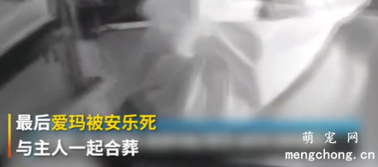 主人患病离世，遗嘱里有一条却让人无法接受：我死后要我的狗陪葬……