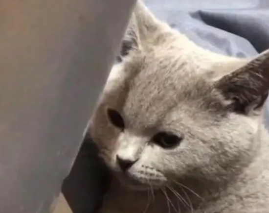 主人想摸自家猫，猫竟然不从，祭出“菜刀”后终于老实了