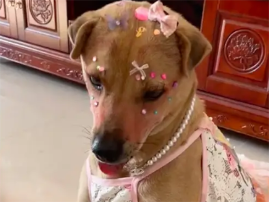 主人给狗狗化妆打扮了下，变成了一只小美狗