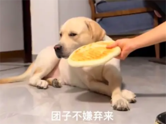 主人自己做了大饼喂给狗狗吃，它却很嫌弃嘴都不张开