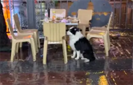 主人醉酒离开了，边牧独自在饭桌旁淋雨等待，看表情感觉心都碎了