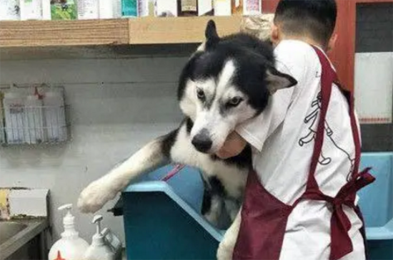 主人骗哈士奇出去玩，结果发现是去洗澡，于是二哈崩溃了